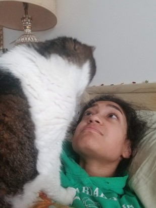 Brown and white cat facing away from camera looking at their owner.