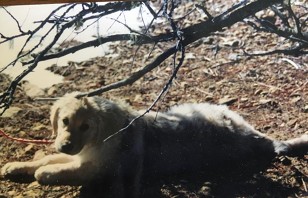 Large Golden Retriever lying on stomach in a wooded area.