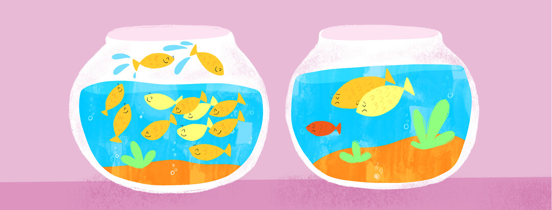 Two fish bowls sit side by side, one has very lively and playful juvenile fish happily swimming, the other has an isolated juvenile fish with his sad parents, looking longingly at the other bowl.