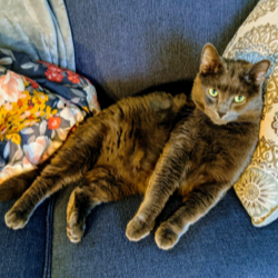 Lynn Marie's cat Luka lounging on the pillows of a couch.